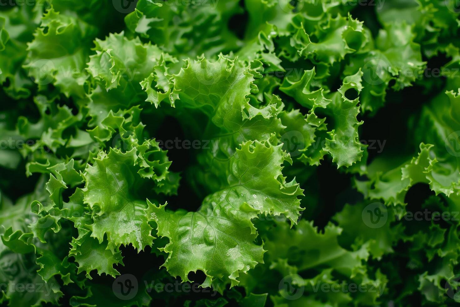 Fresh green lettuce leaves growing in garden, close up view of healthy food photo