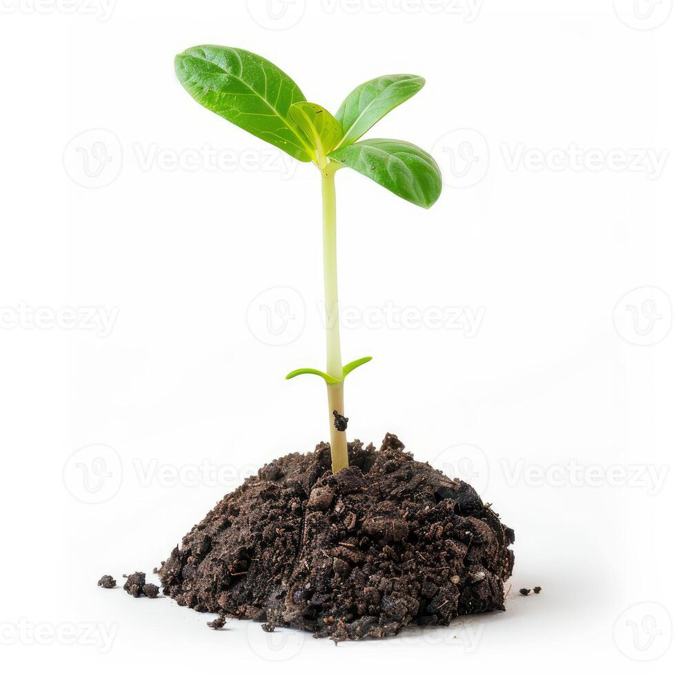 Small plant growing from a pile of dirt on white background photo