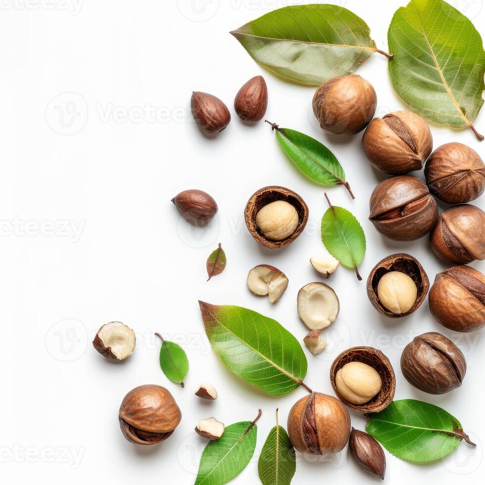 Macadamia nuts with green leaves forming a border on white background photo