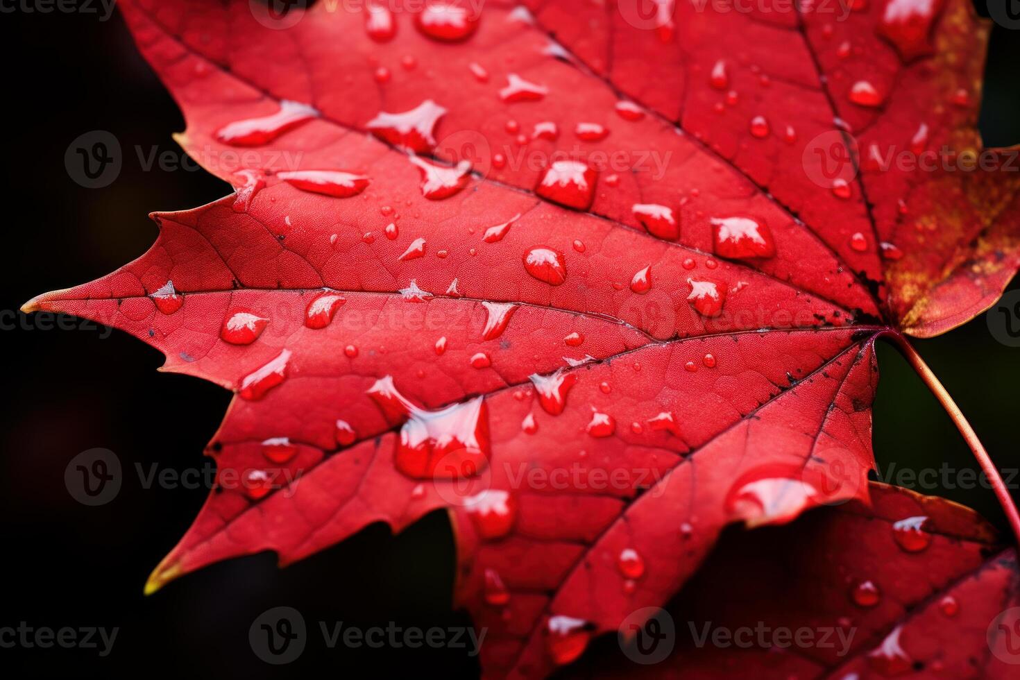Red maple leaf holding raindrops in autumn photo