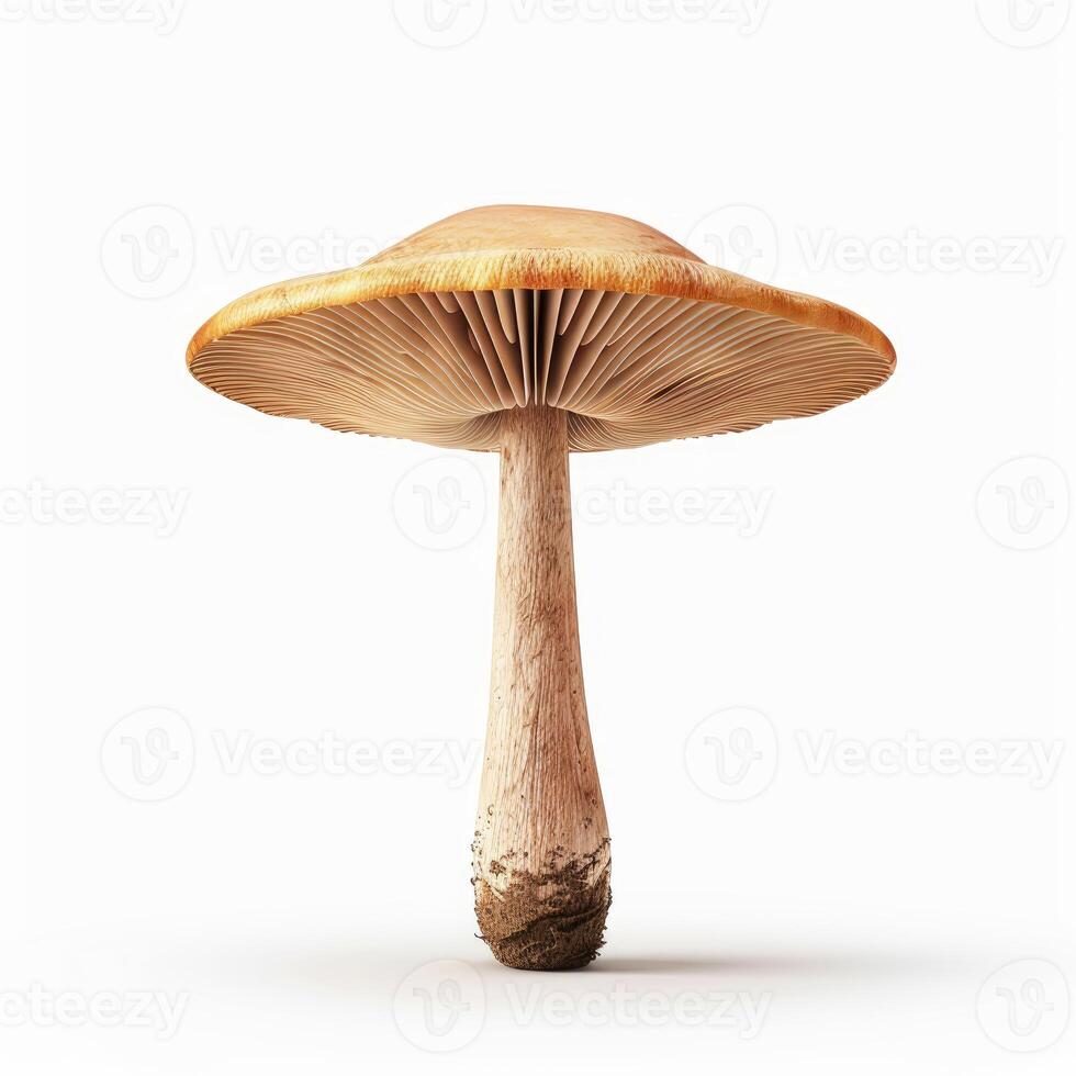 Mushroom standing tall on white background showing gills and stem photo