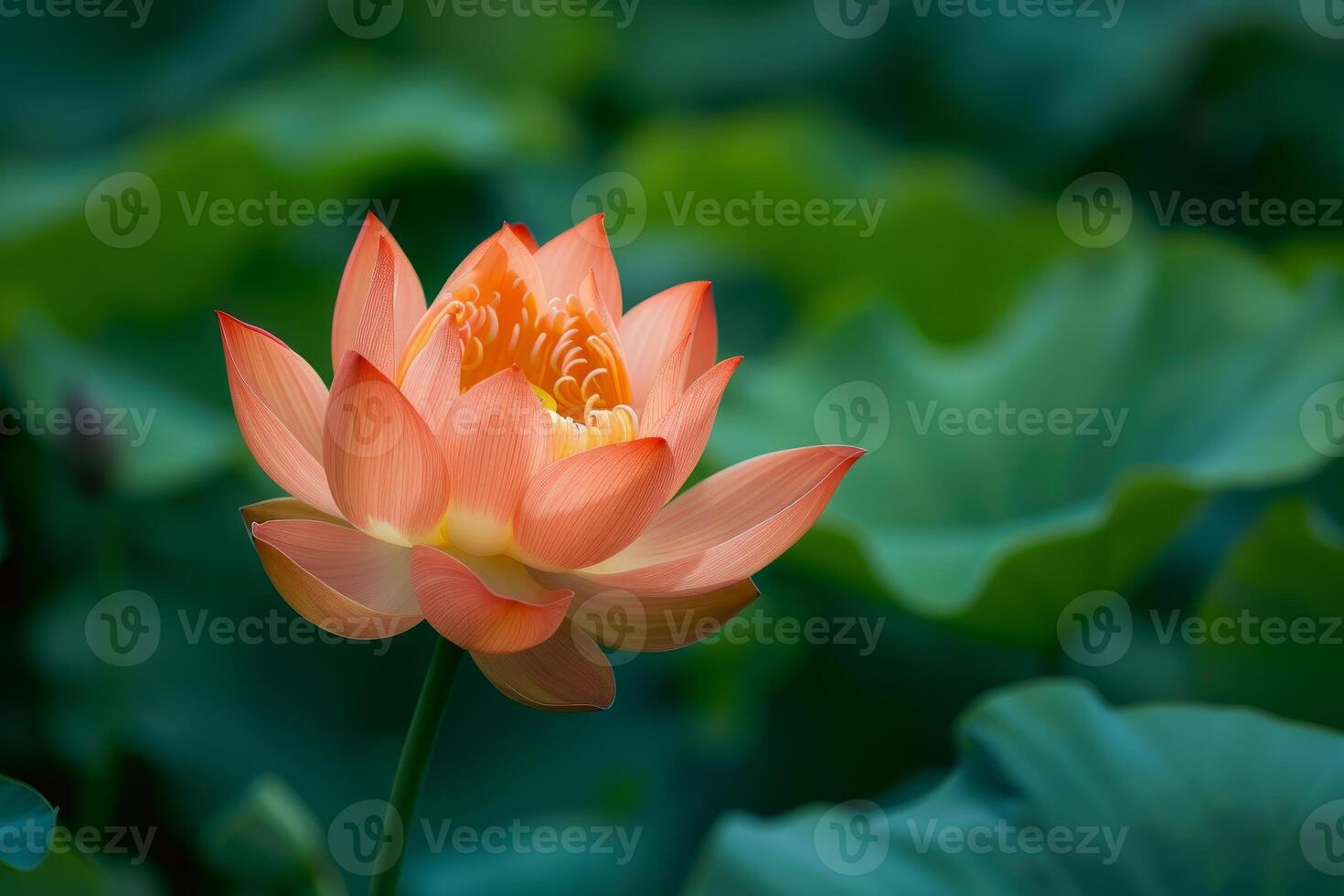 Peach lotus flower blooming in a pond with green leaves photo