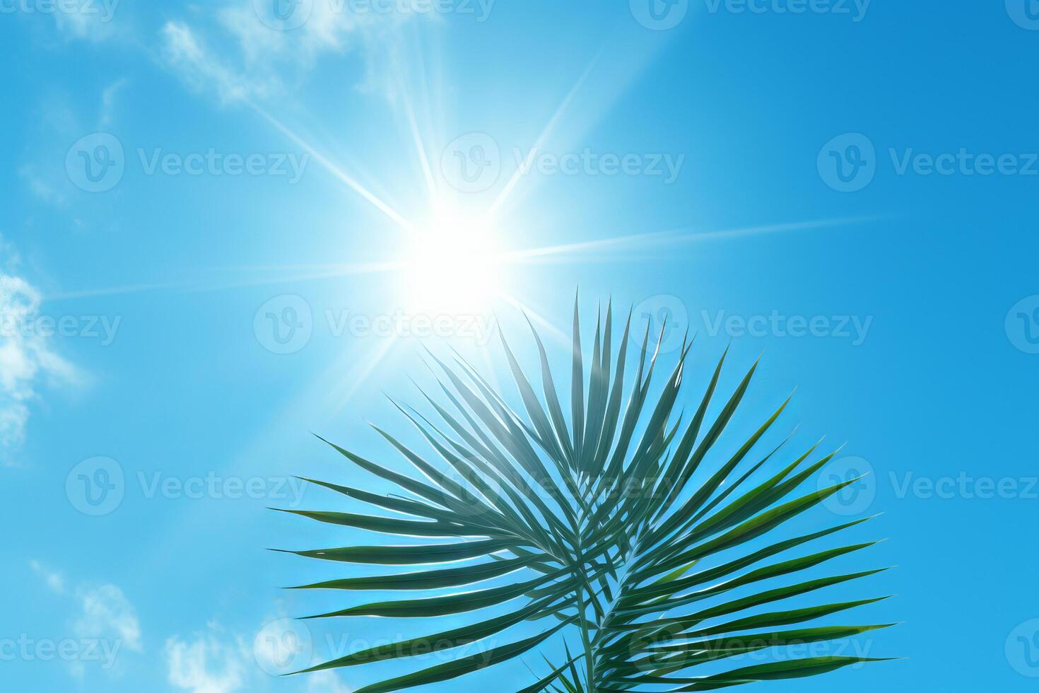 Palm leaf soaking up the tropical sun on a clear blue sky photo