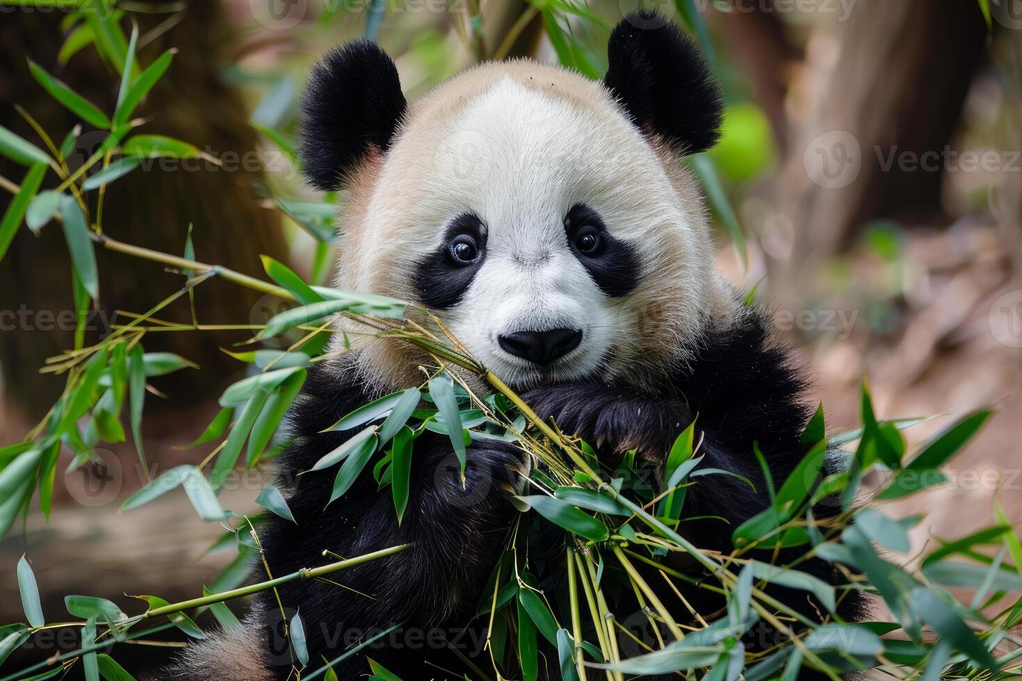 Cute giant panda cub eating bamboo in the forest photo