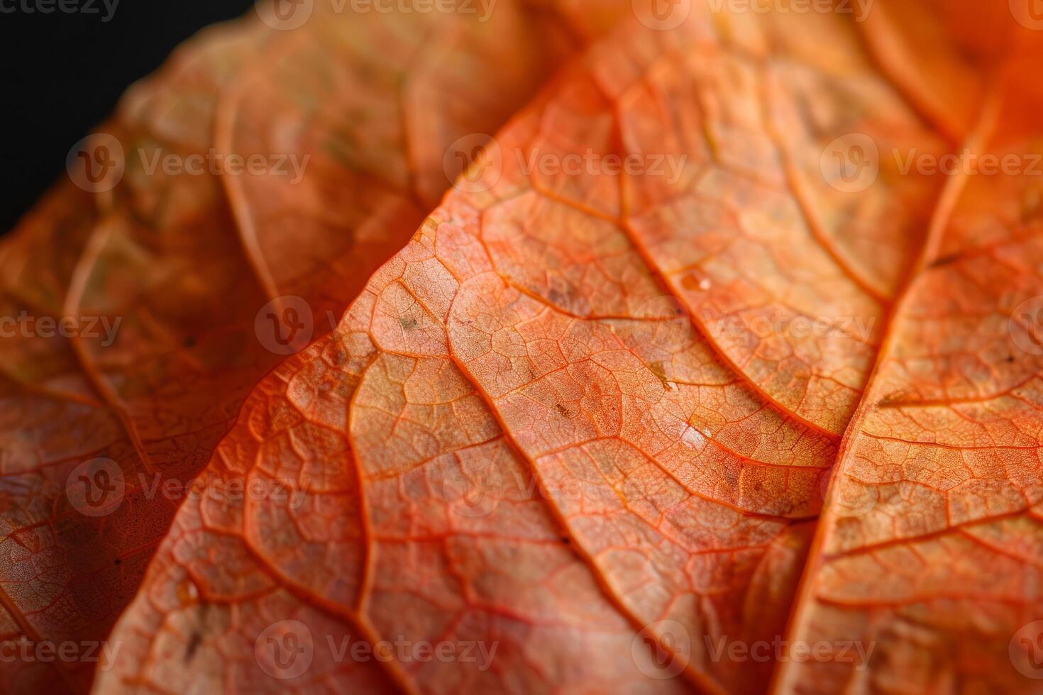 Macro photograph showing intricate veins of orange autumn leaf photo
