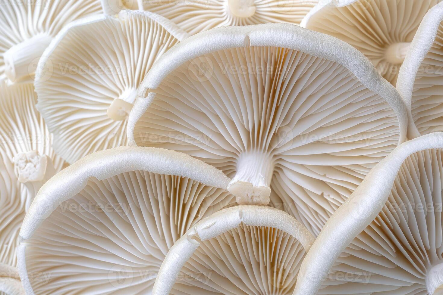 Close up of white mushrooms showing intricate gills and stems photo