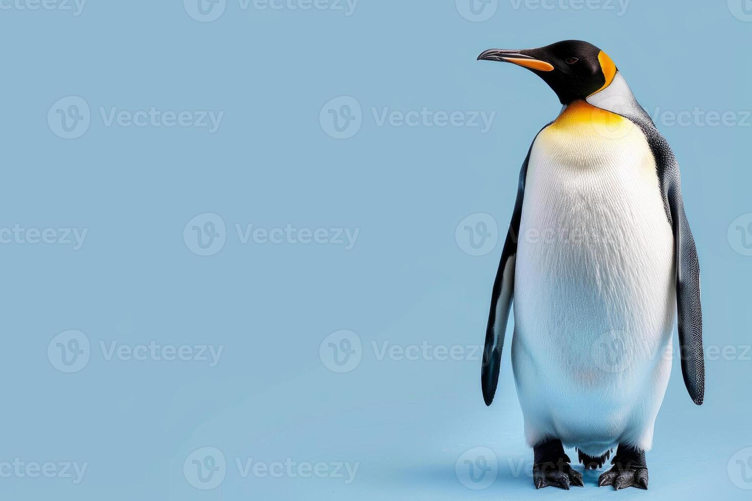 King penguin standing on light blue background, looking right photo