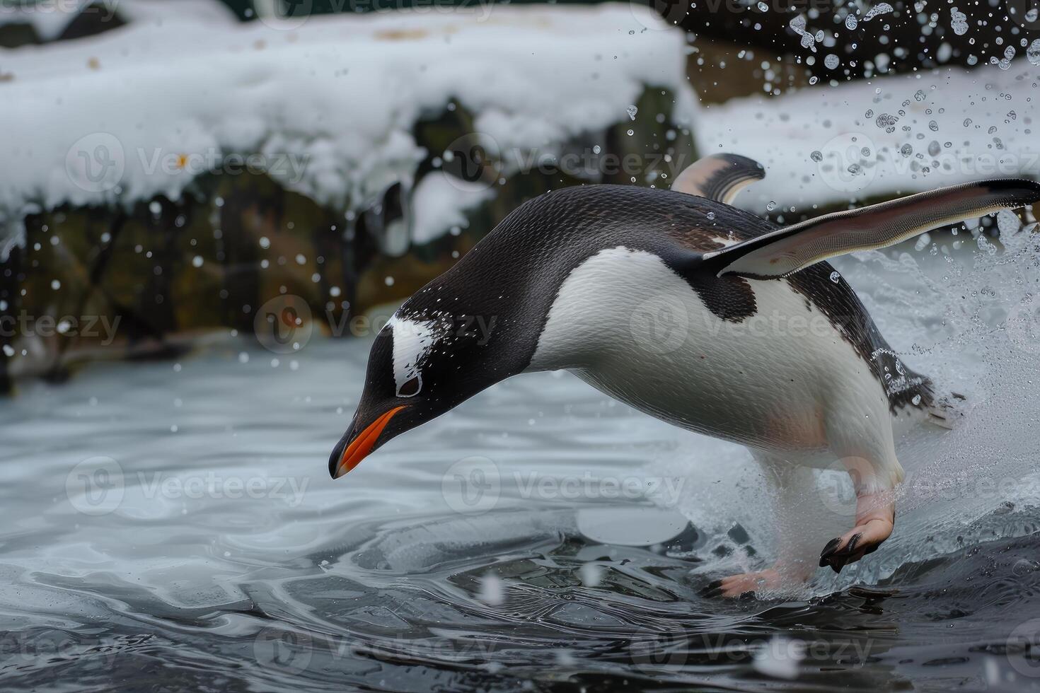 Gentoo penguin diving into cold water with snow in background photo