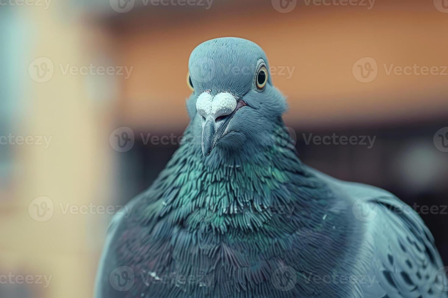 Close up of curious pigeon staring with bright eyes photo
