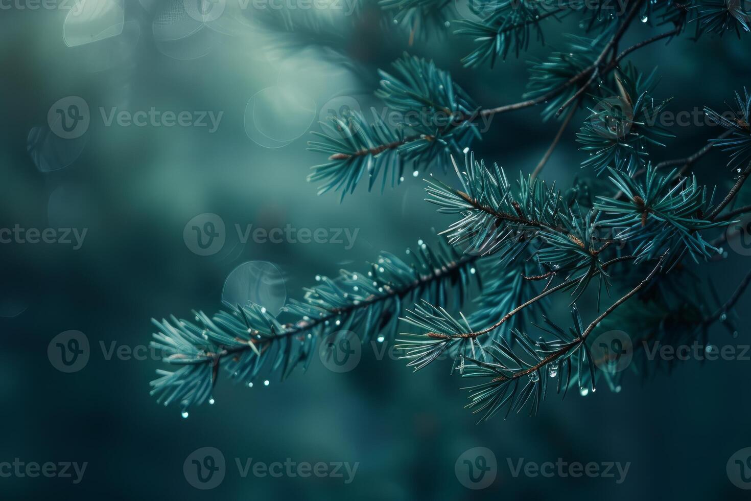Pine tree branches covered in dew drops on a misty morning photo