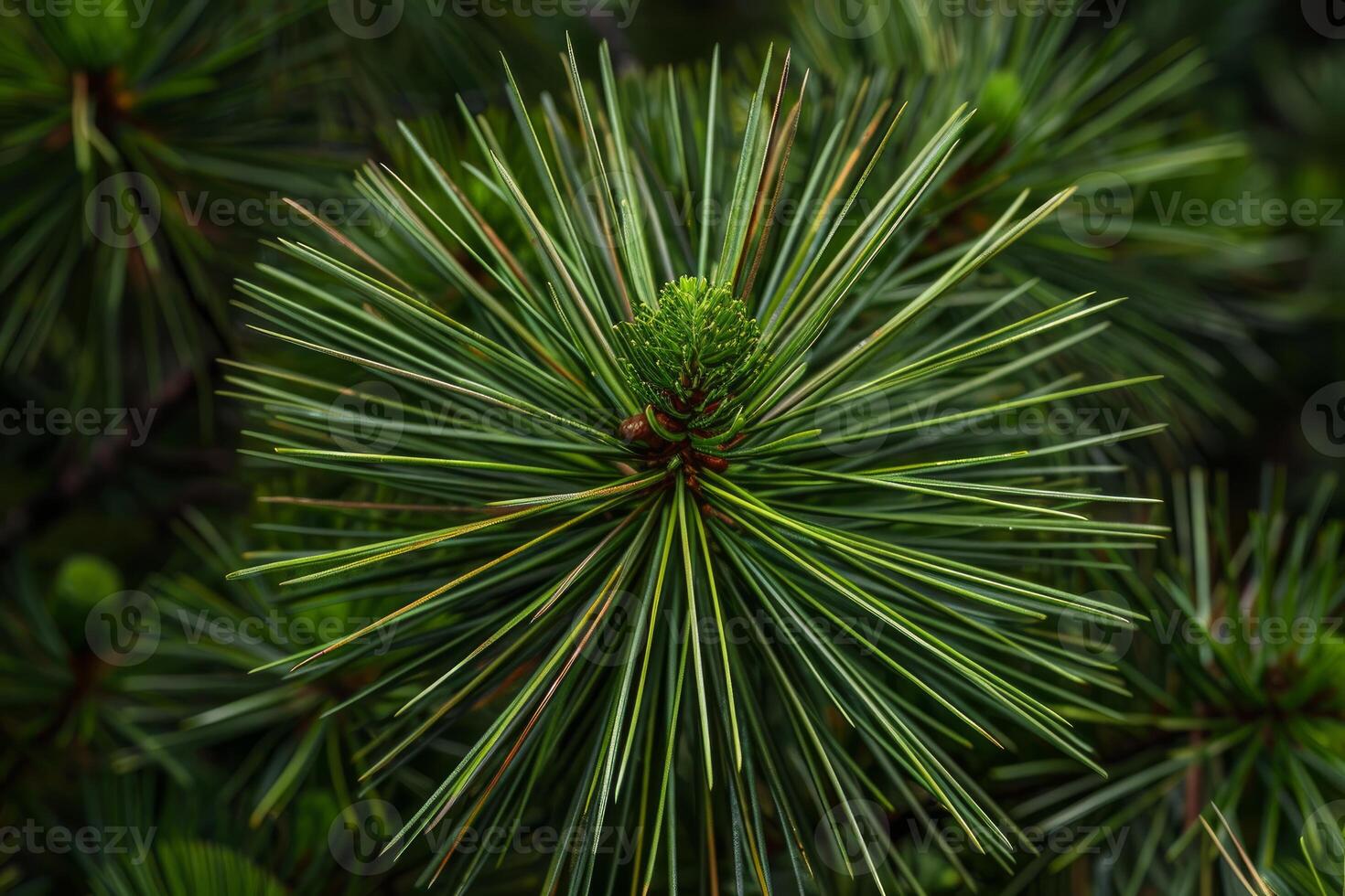 Close up of vibrant green pine needles growing on branch photo