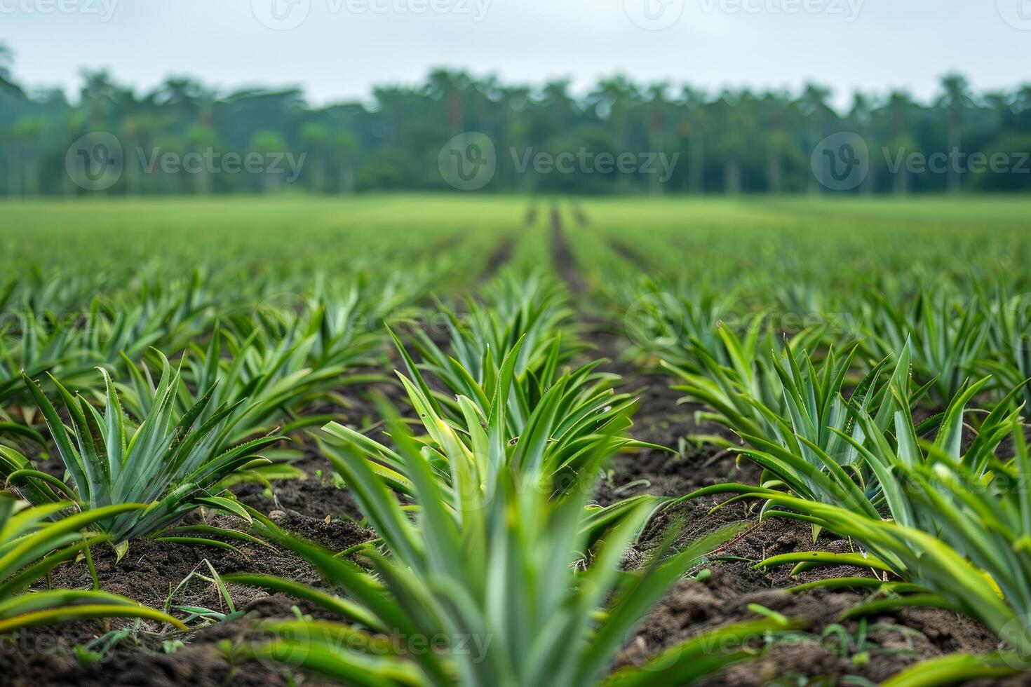 Rows of pineapple plants growing in plantation field photo