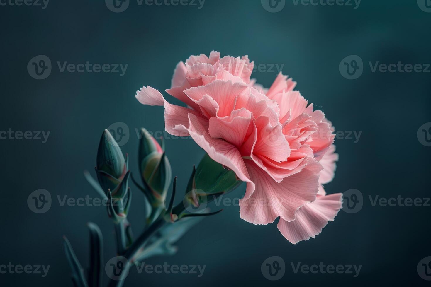 Pink carnation blooming with elegance on dark background photo