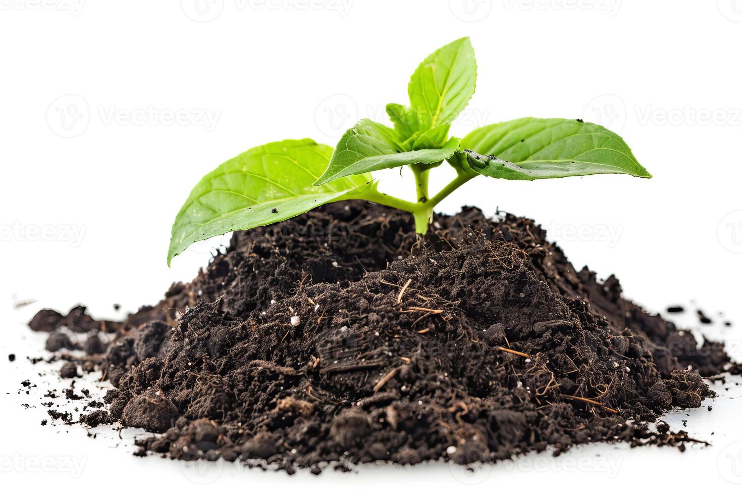 A plant growing in soil on a white background photo