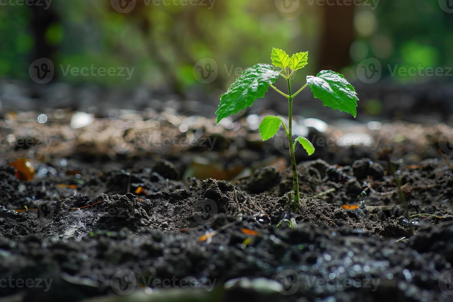 Small plant growing in fertile soil with sunlight in background photo