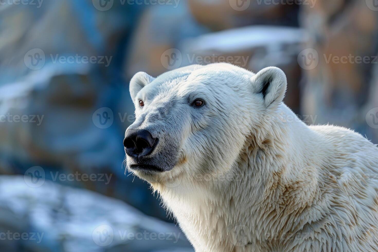 Majestic polar bear observing the arctic landscape photo