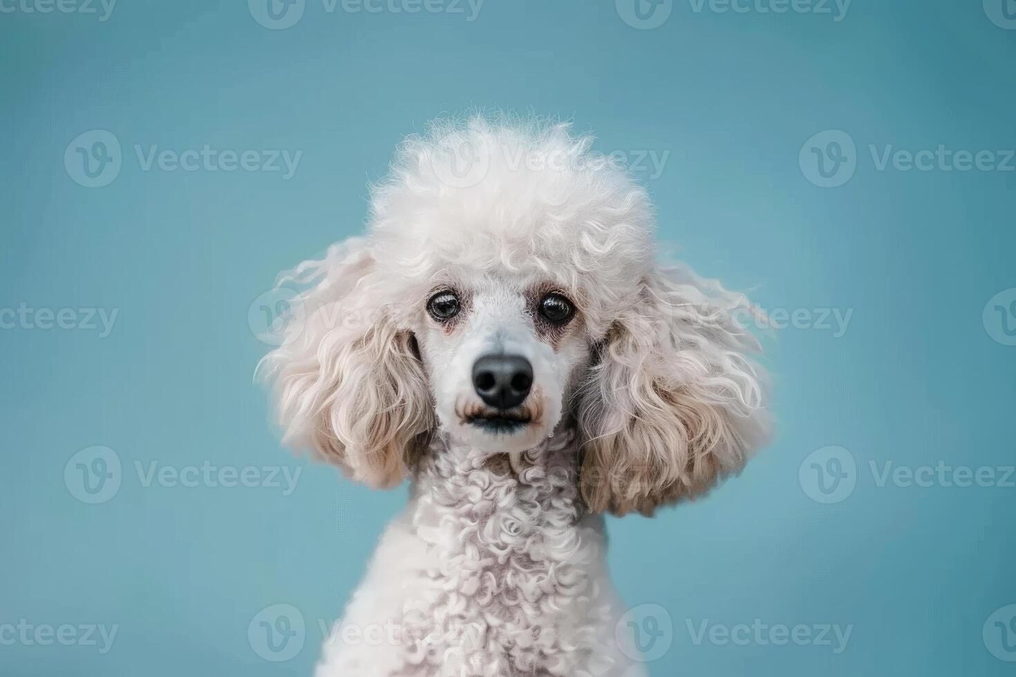White poodle posing on light blue background photo