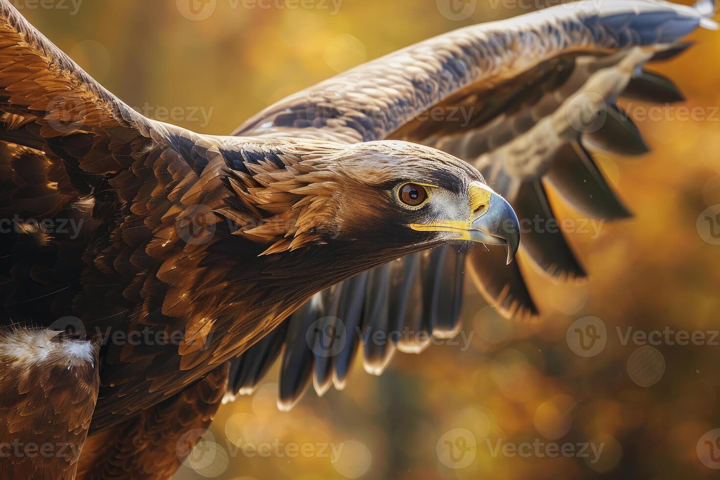 Golden eagle flying with wide open wings in autumn forest photo