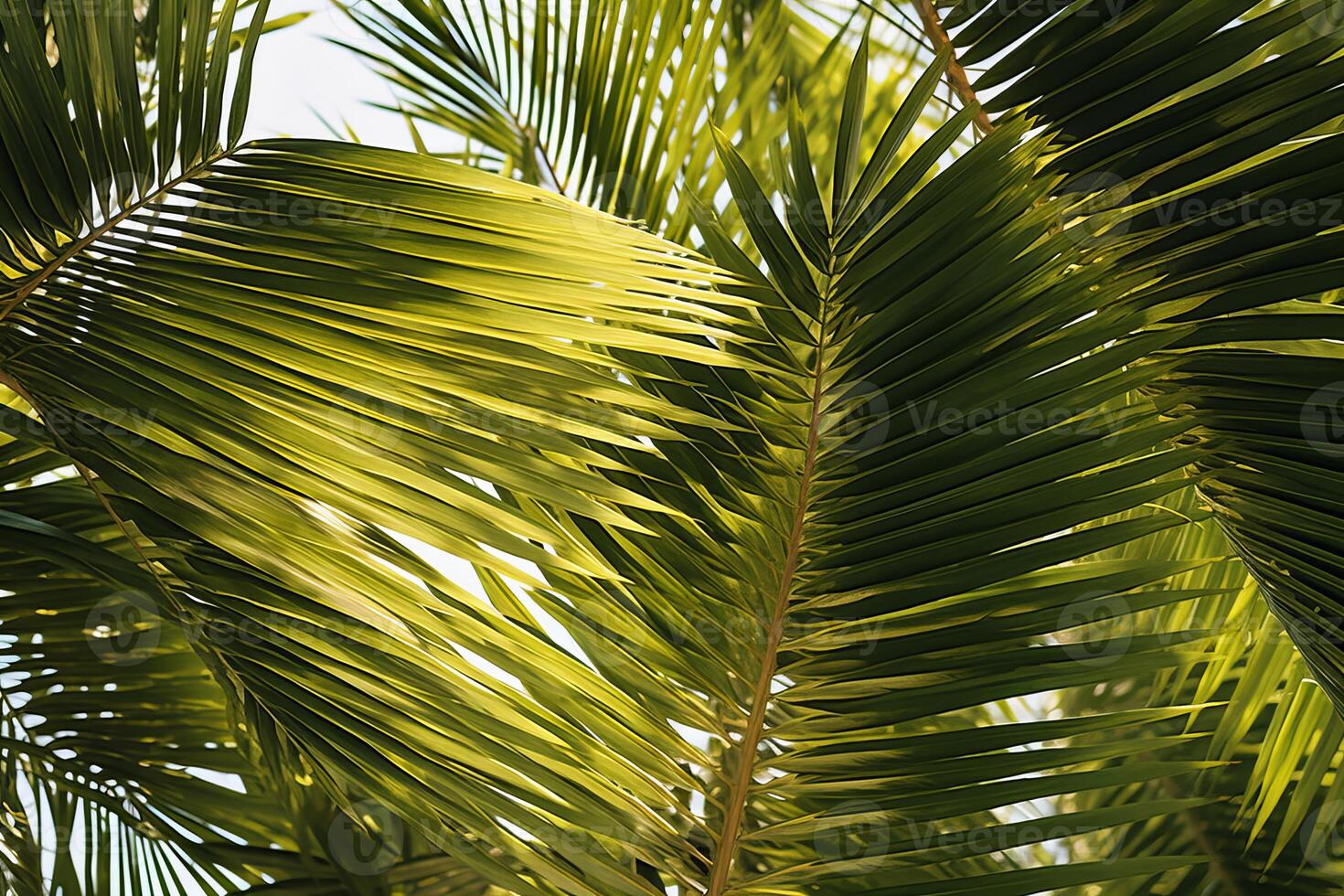 Sun shines through palm leaves, creating a vibrant tropical atmosphere photo