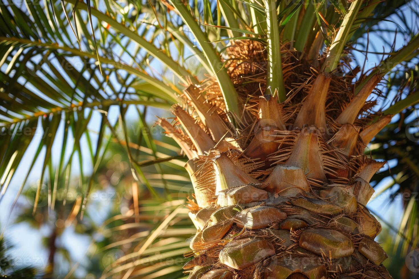 Close up of palm tree trunk with green leaves growing in tropical climate photo