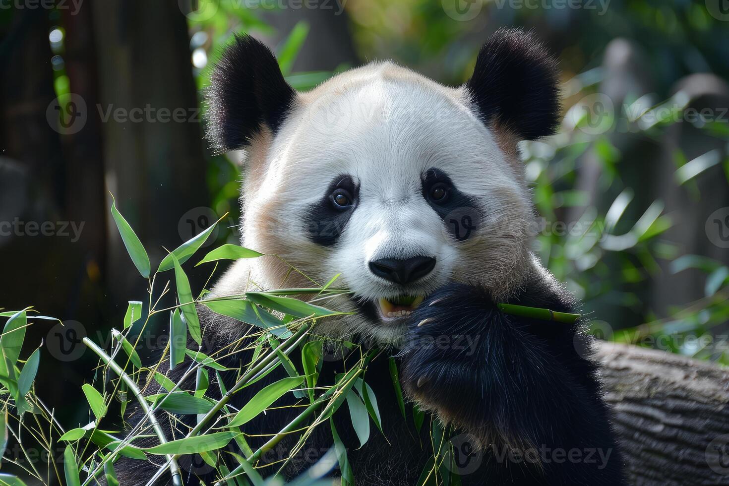 Cute giant panda bear eating bamboo in nature reserve photo