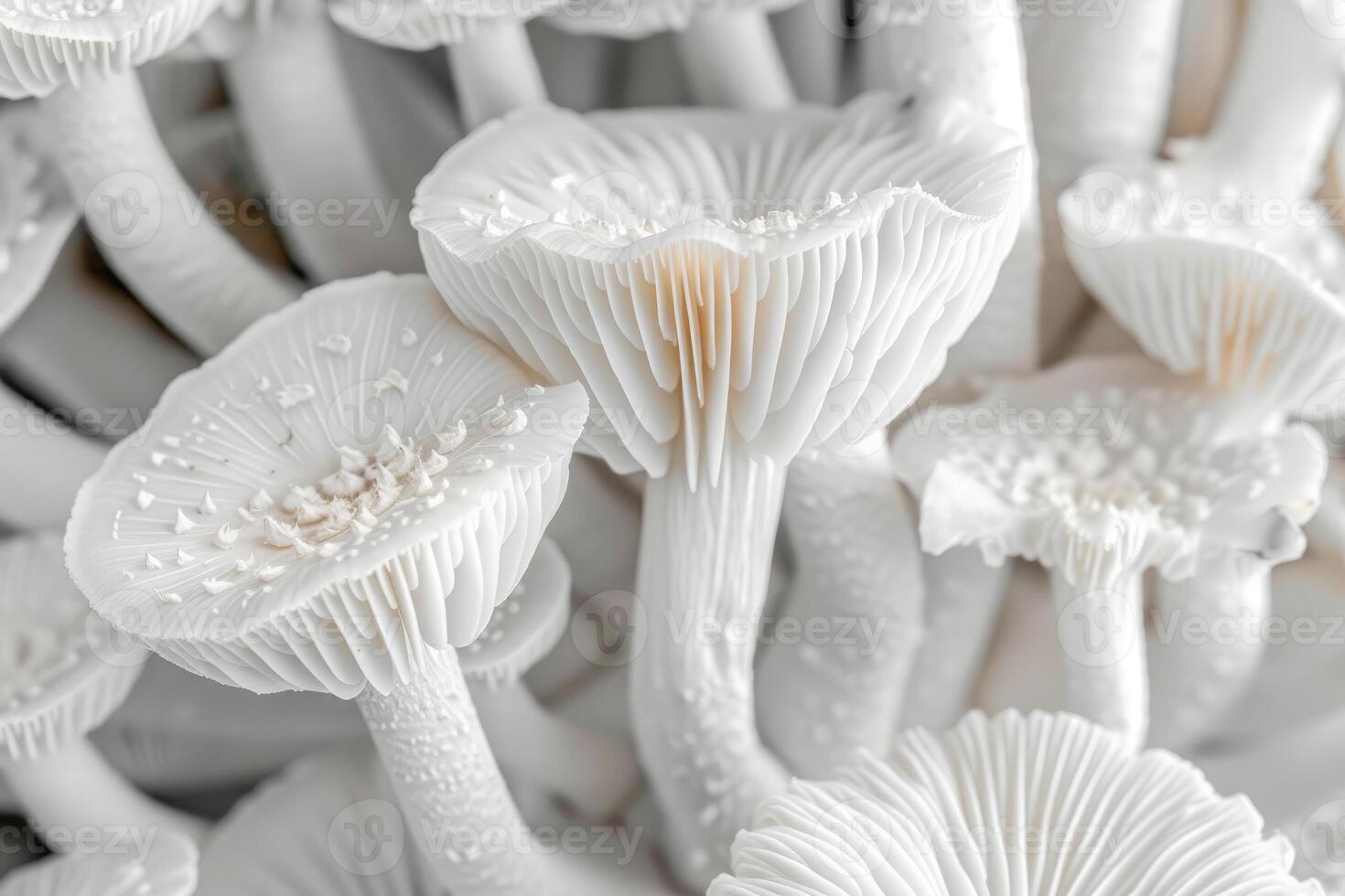 White mushrooms growing together in close up, showing intricate gills and stems photo