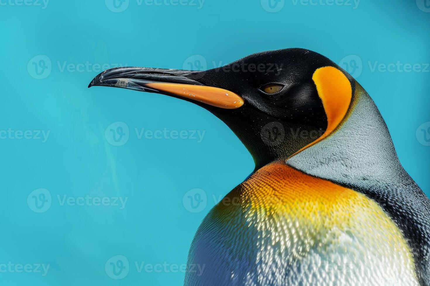 King penguin showing its colorful plumage on a turquoise background photo