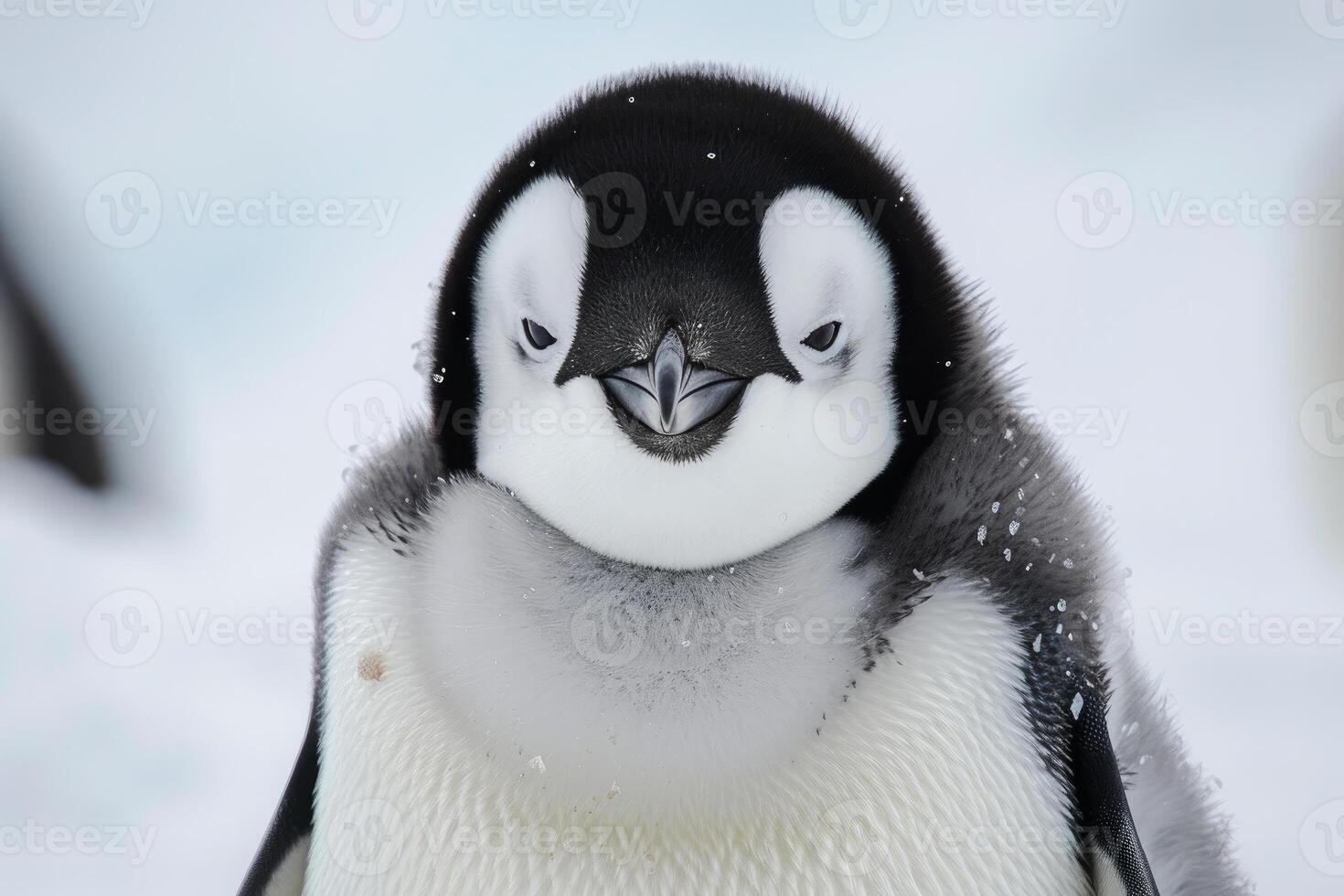 Close up of chinstrap penguin chick covered in snowflakes in antarctica photo