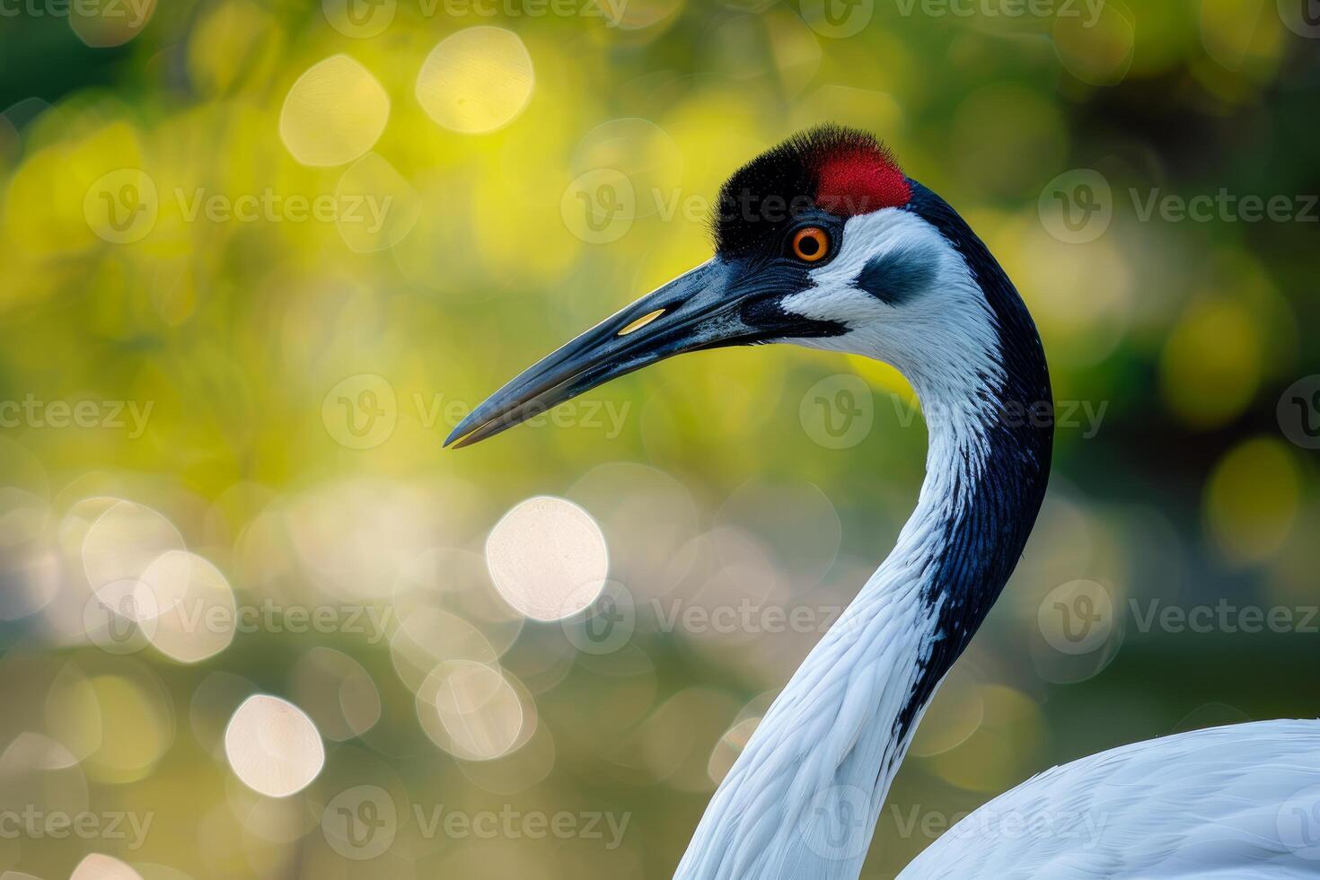 White naped crane posing in a colorful blurred background photo