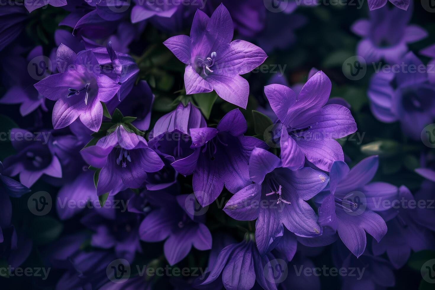 Purple campanula flowers blooming in garden, creating vibrant floral display photo