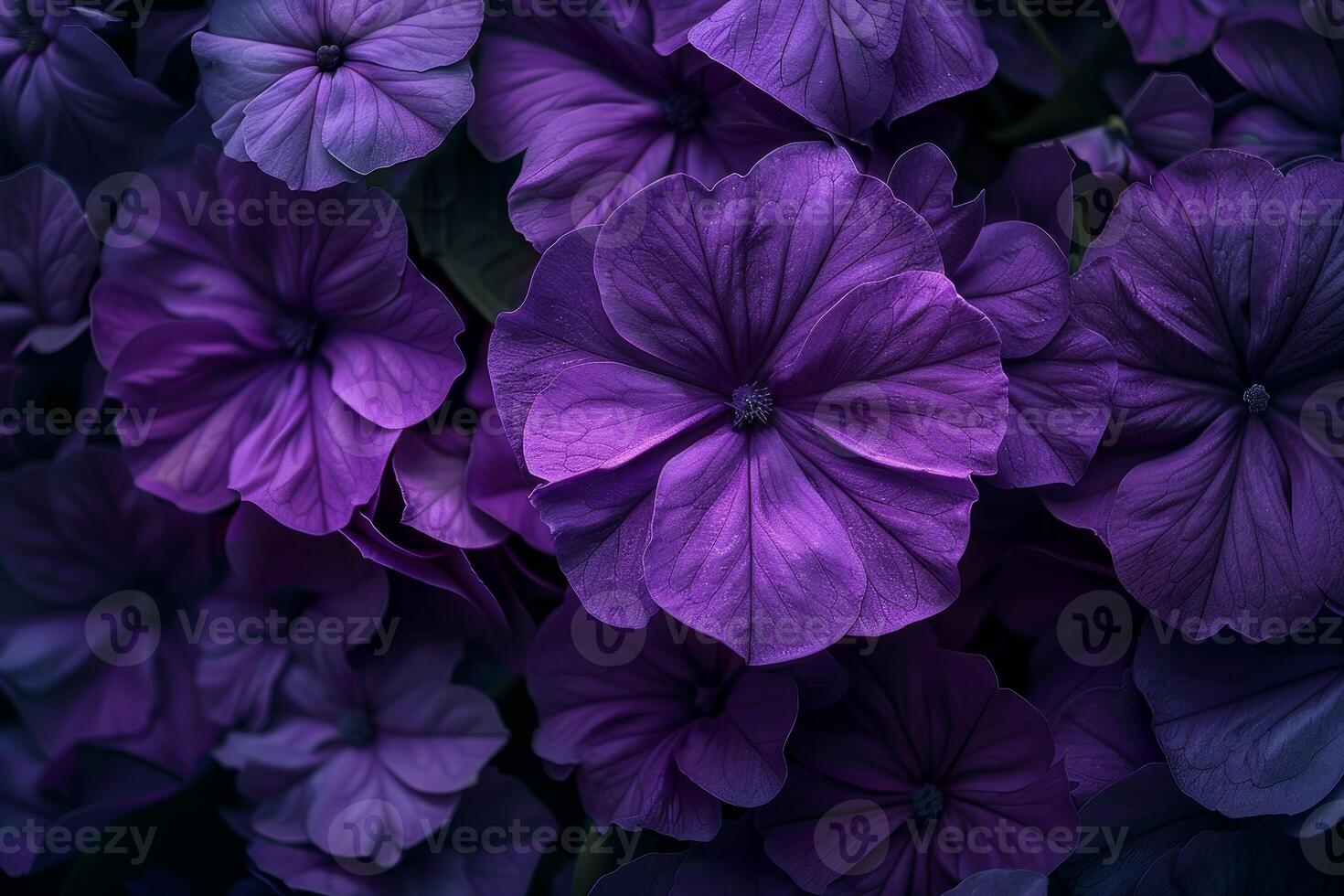 Close up of purple petunias creating a vibrant floral background photo