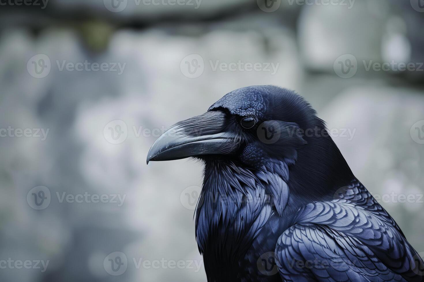 Majestic raven posing in profile view with blurry background photo