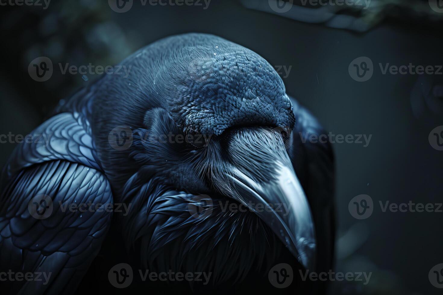 Majestic raven perched in the shadows, observing its surroundings photo