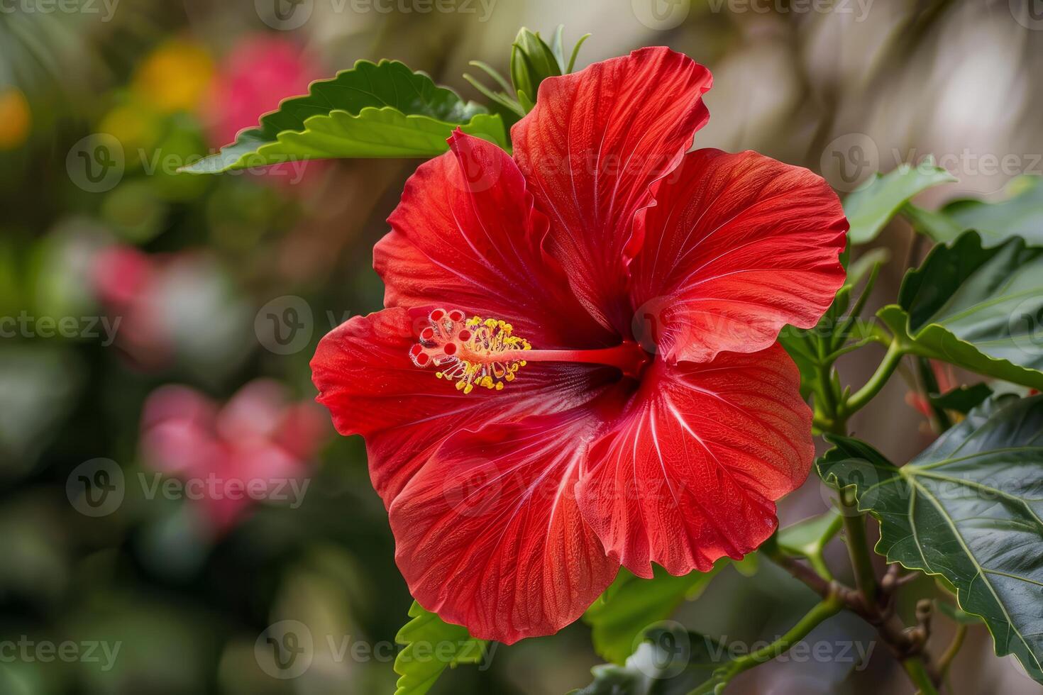 Red hibiscus flower blooming in a garden photo
