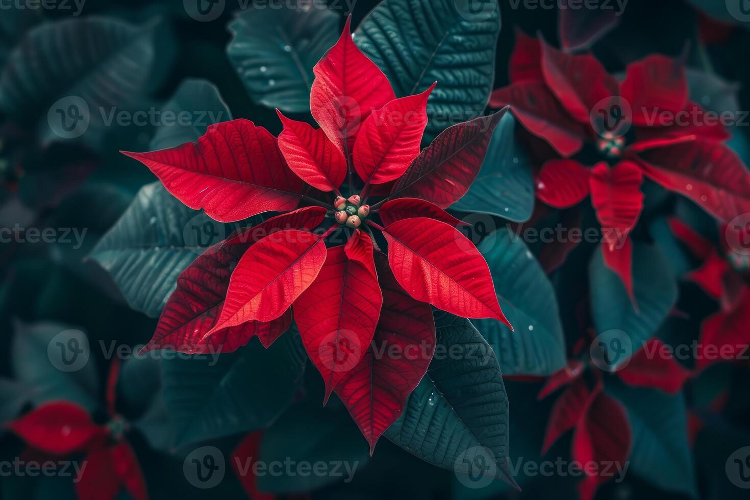 Vibrant red poinsettia blooming, creating festive christmas atmosphere photo