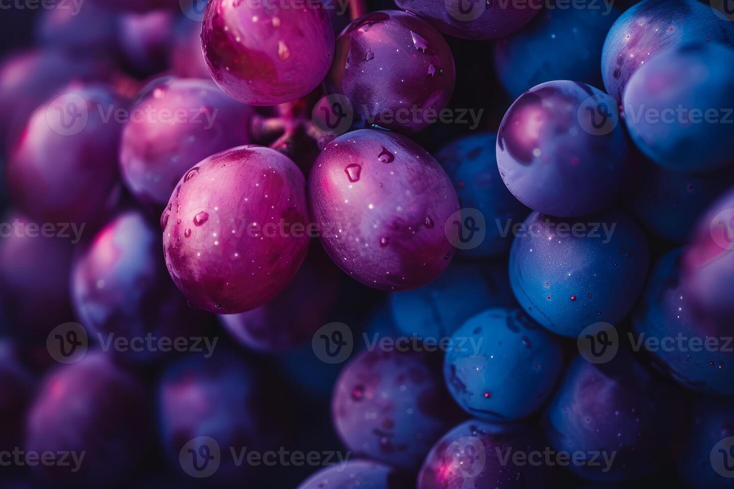 Close up of fresh purple grapes forming an appetising bunch photo