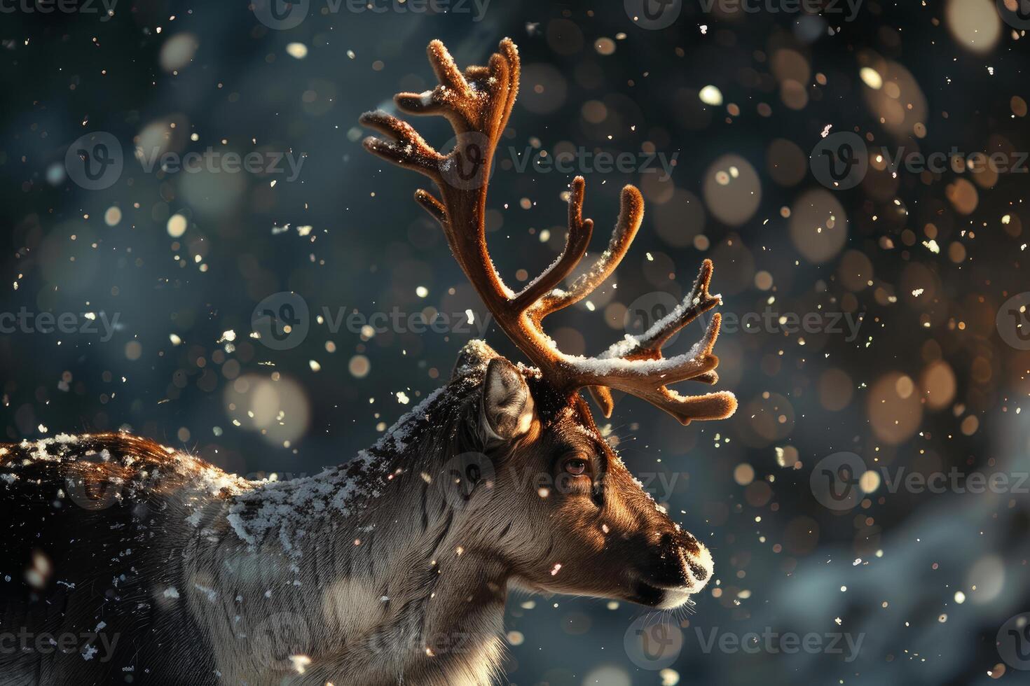 Reindeer walking in snowfall during golden hour in winter forest photo