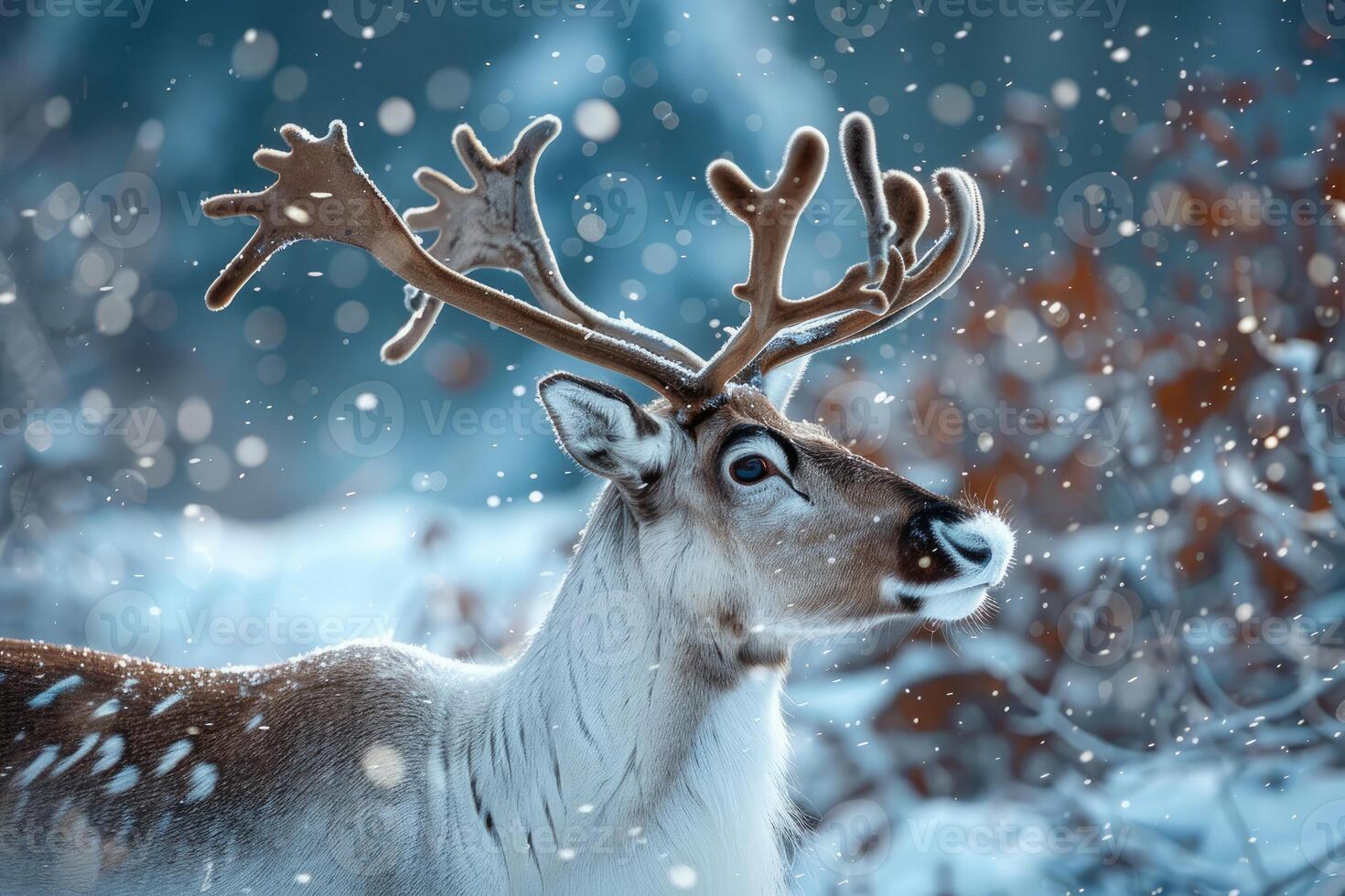 Reindeer looking away during a snowfall in a winter forest photo
