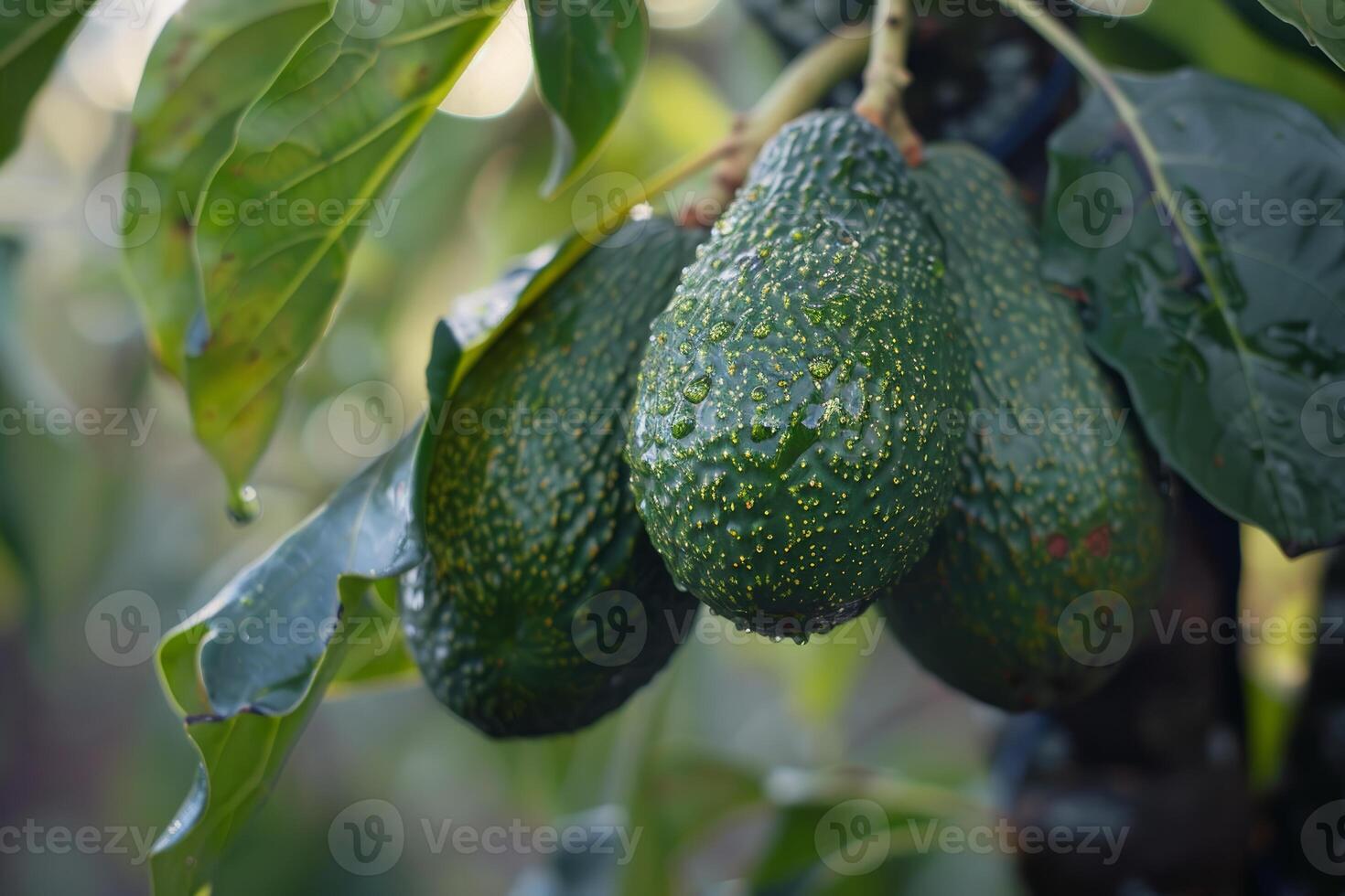 Ripe green avocados growing on tree after rain photo
