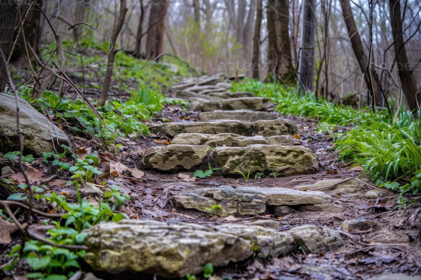 Stone steps winding through lush green forest path photo