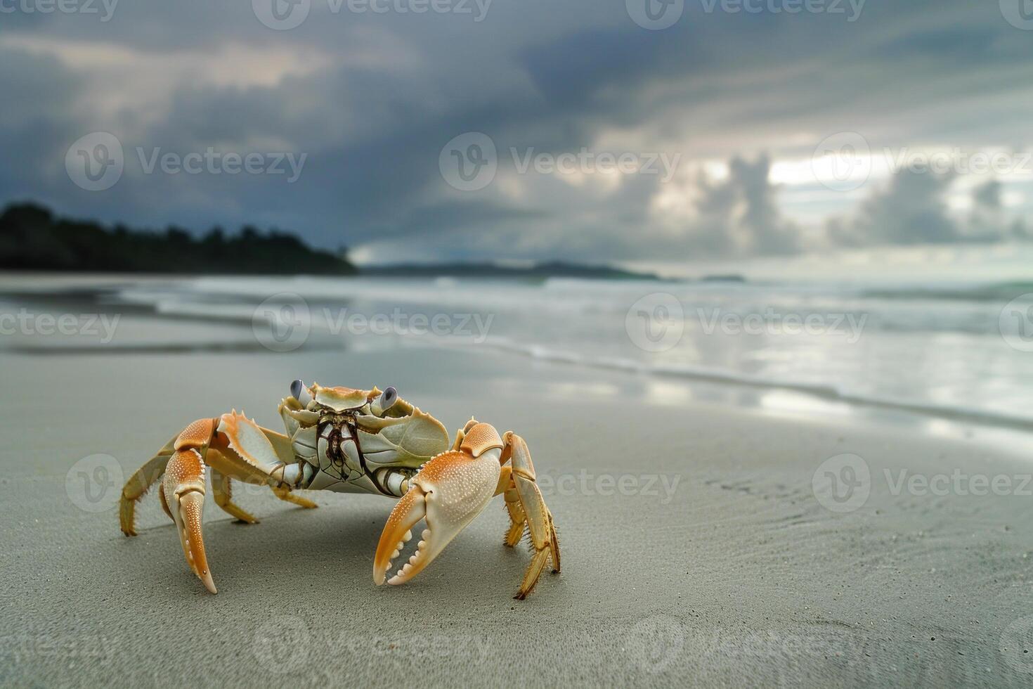 Ghost crab walking on tropical beach during sunrise photo