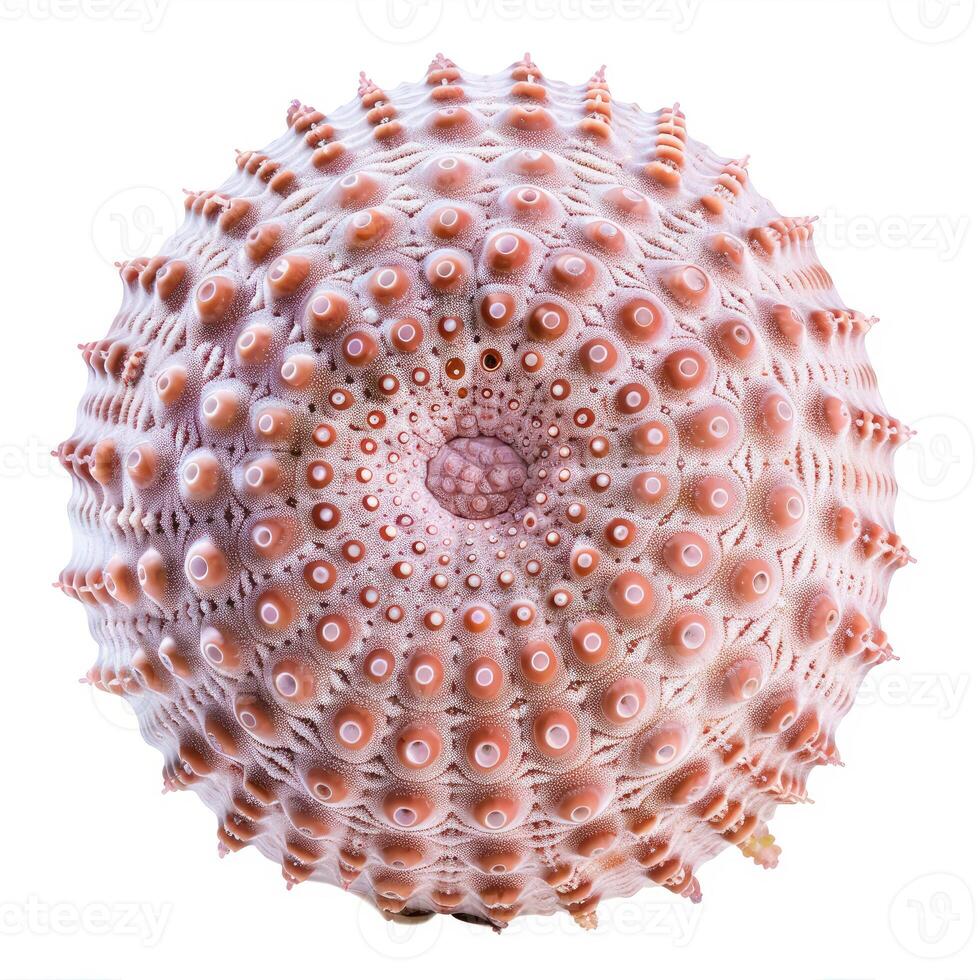 Pink sea urchin shell showing intricate patterns, isolated on white background photo