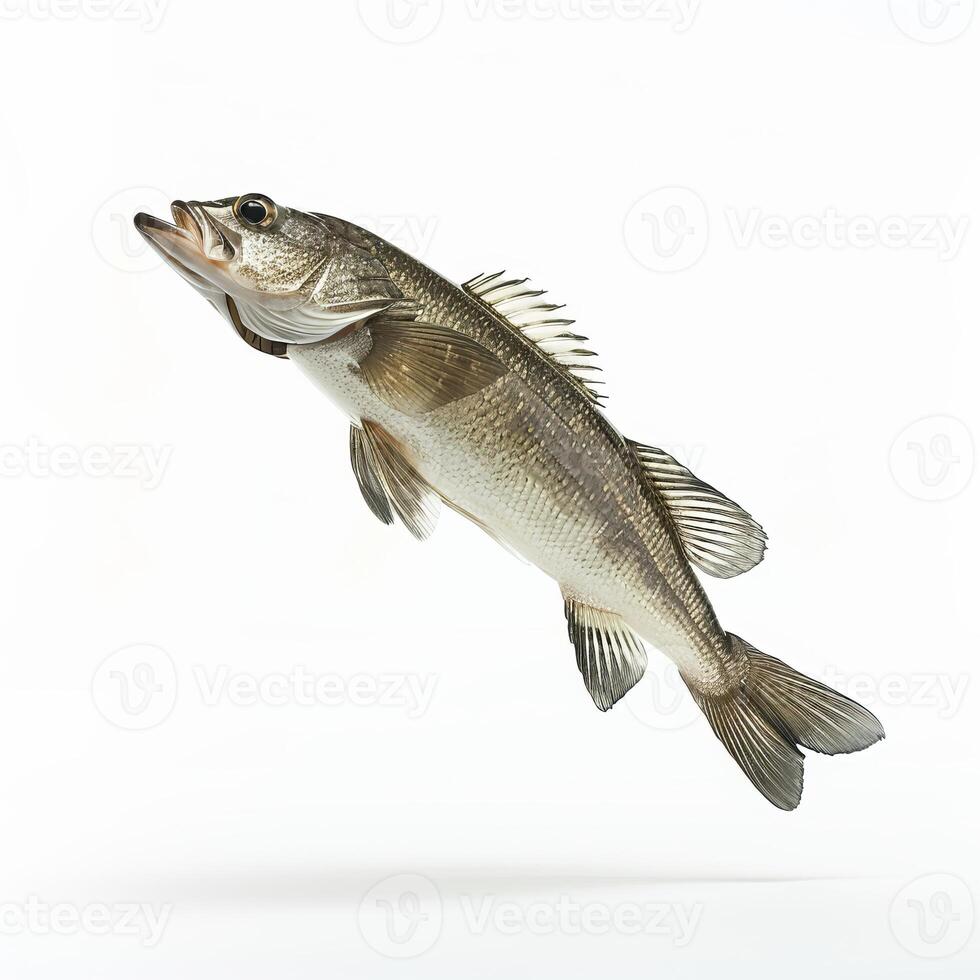 Fish jumping out of water on white background photo
