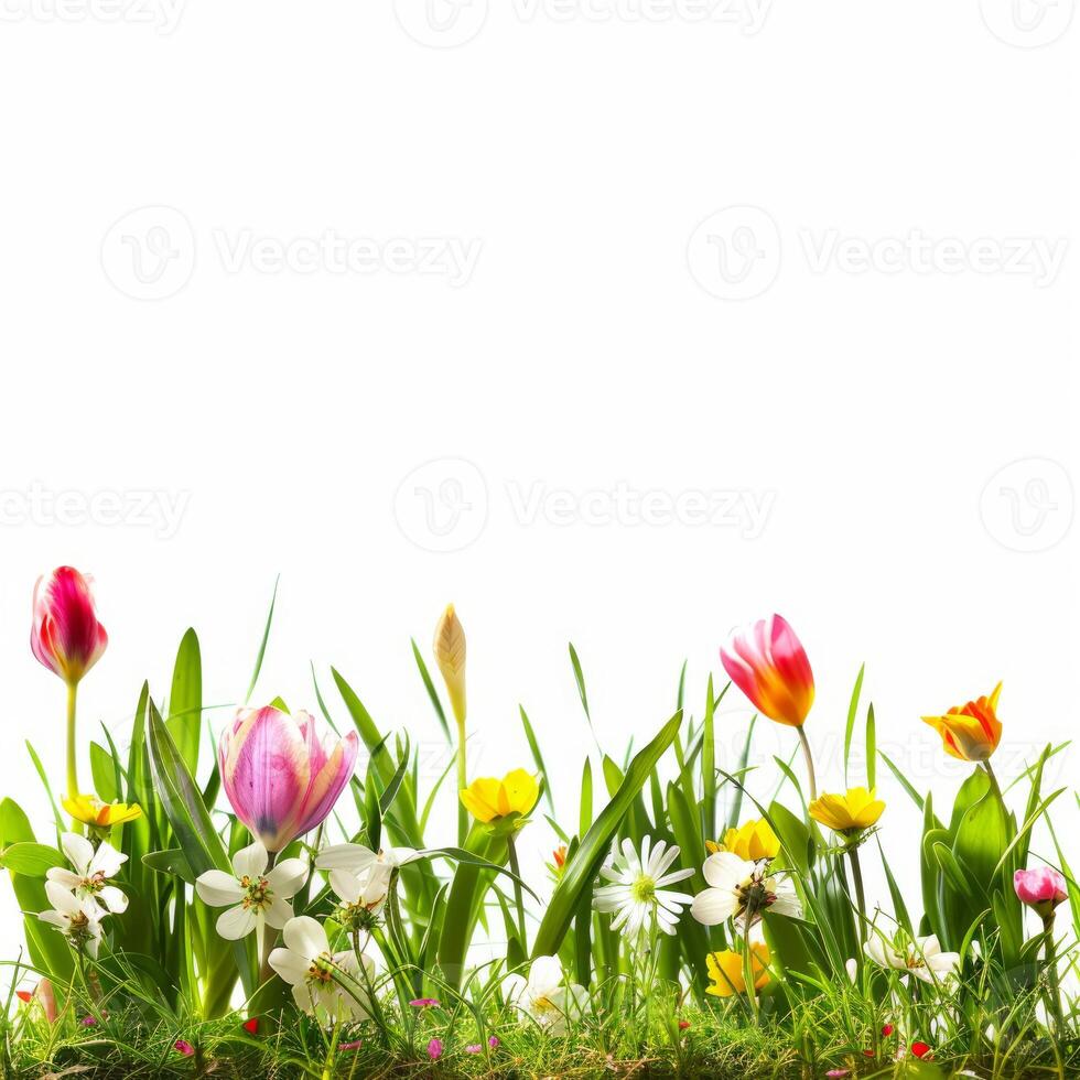 Colorful tulips and spring flowers growing in green grass photo