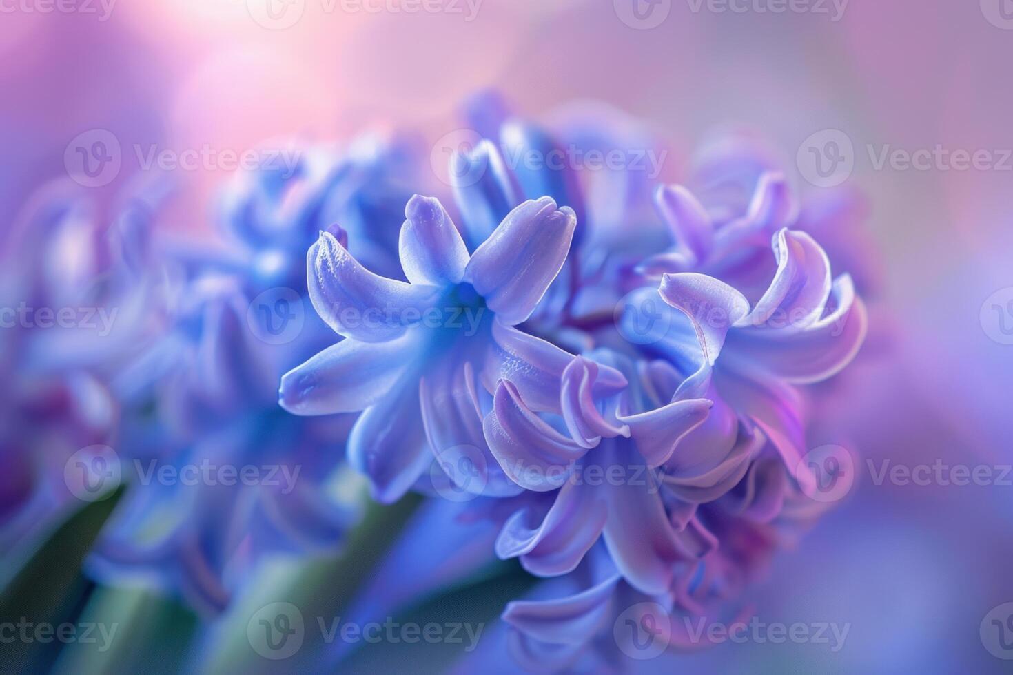 Delicate purple hyacinth blossoms blooming in soft light photo