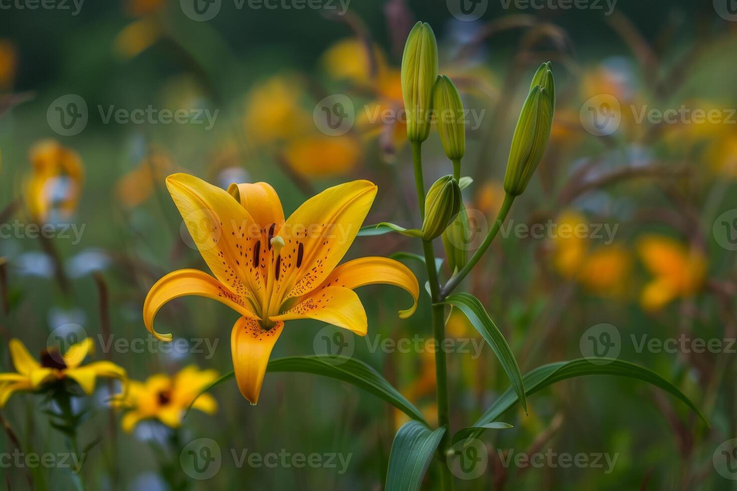 Orange lily blooming in a field of flowers photo