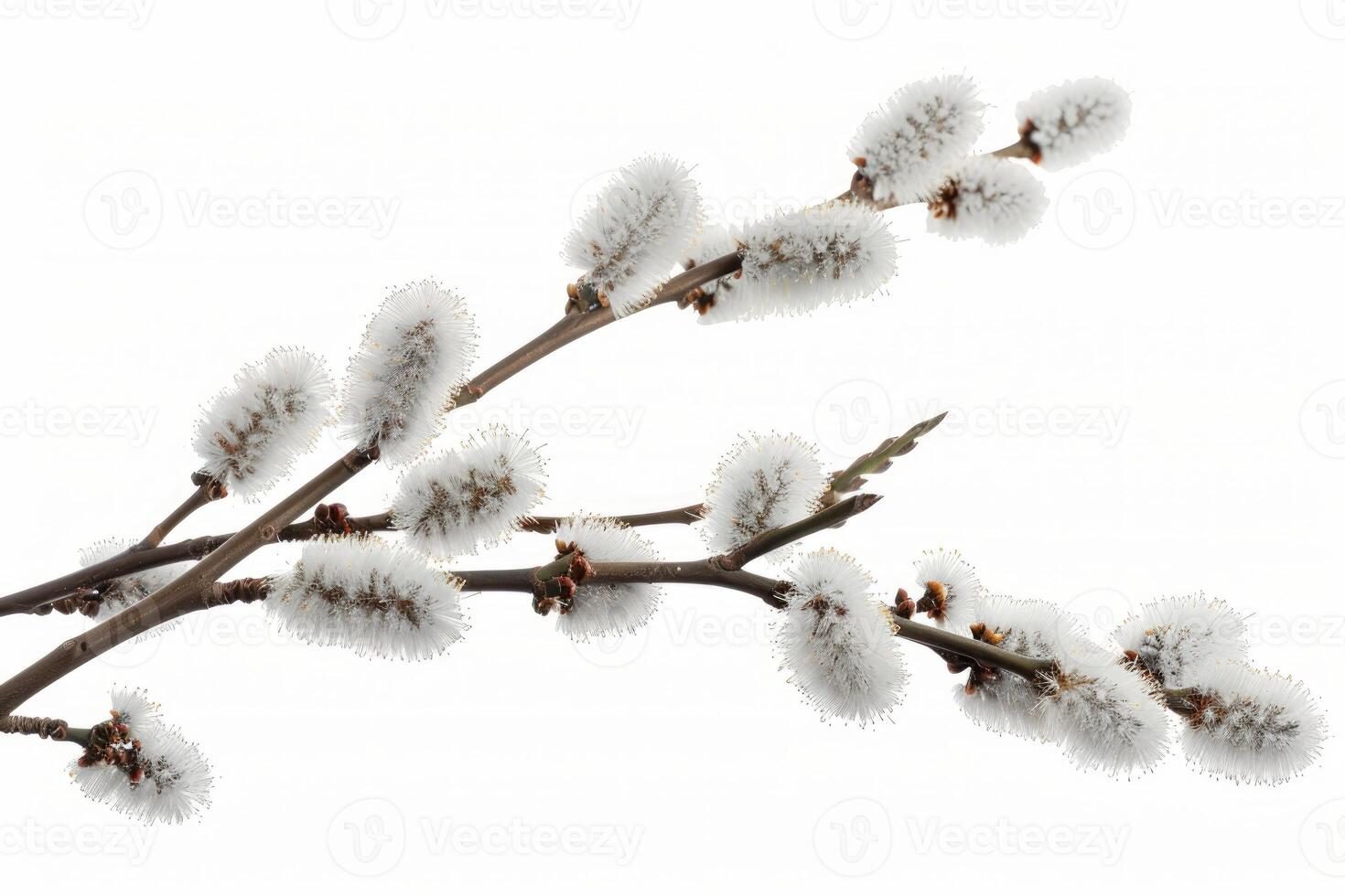 willow branches blooming on white background symbolizing spring photo