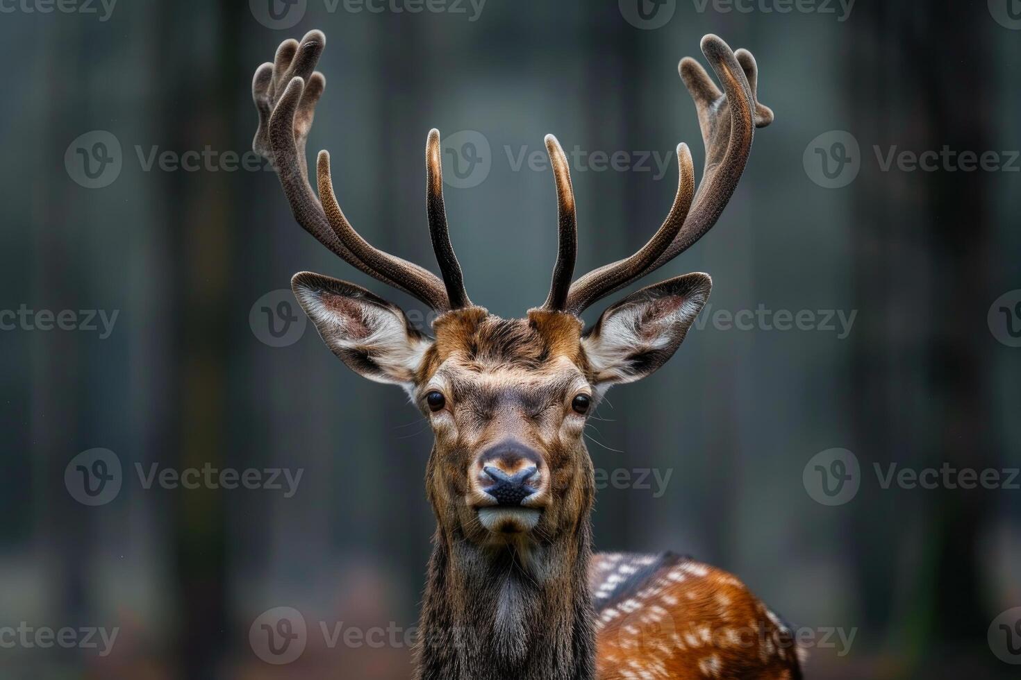 A close up of a deer with antlers photo