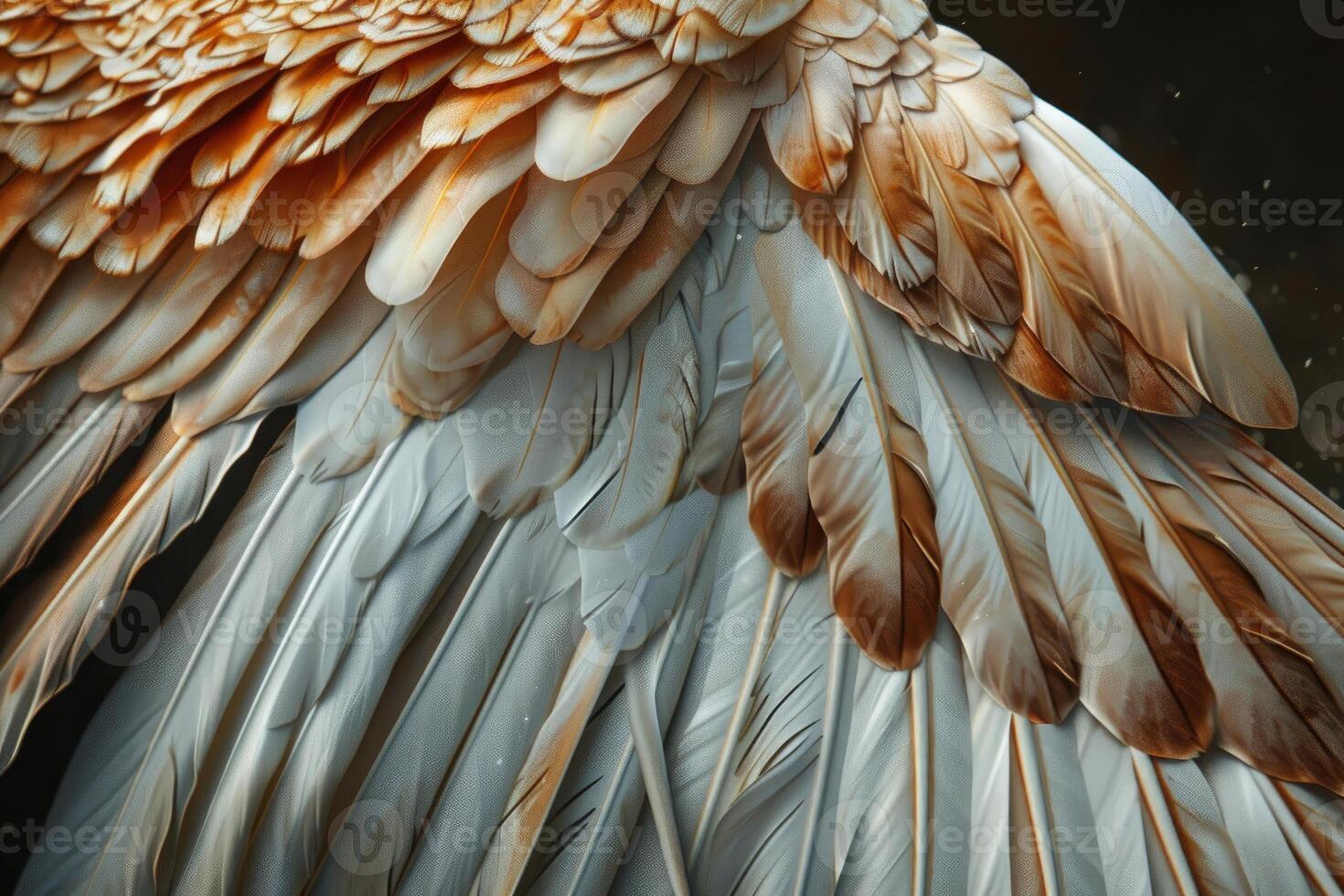Majestic wing feathers creating a stunning natural pattern photo