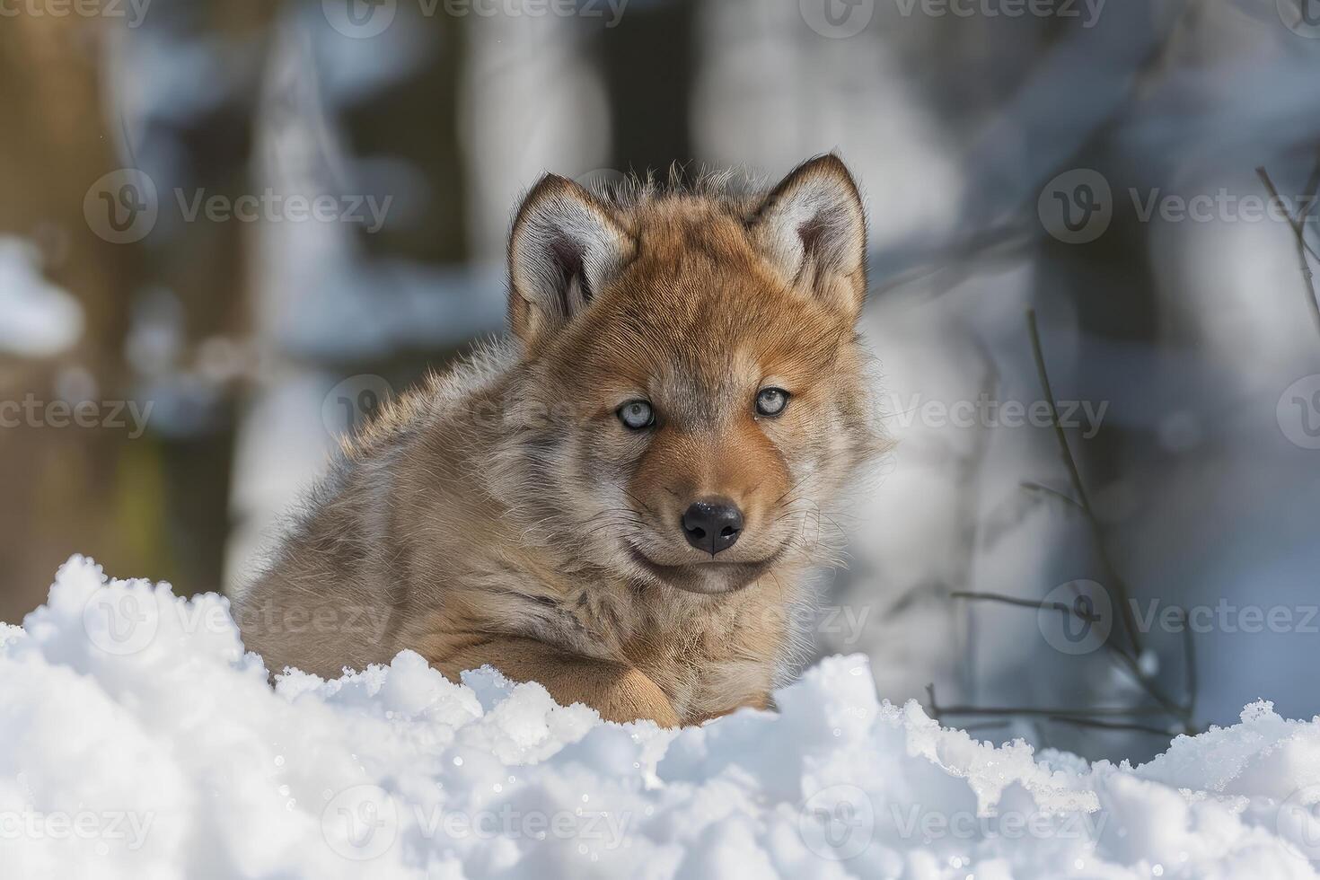 Eurasian wolf cub relaxing in the snow during winter photo